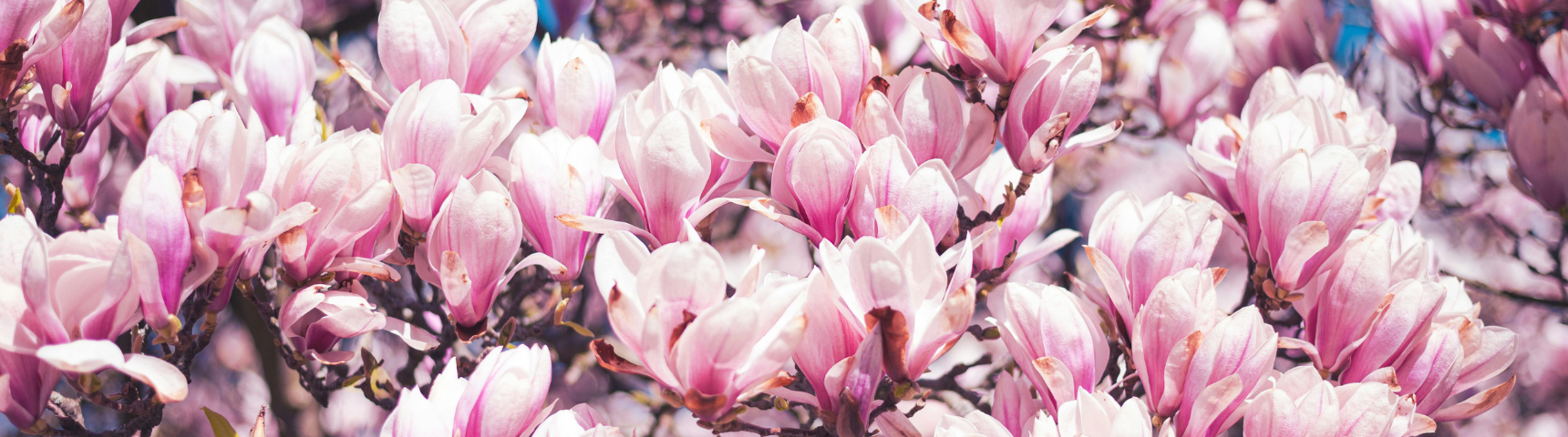 Bloom